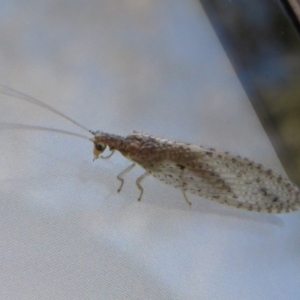 Micromus tasmaniae at Fyshwick, ACT - 12 May 2020