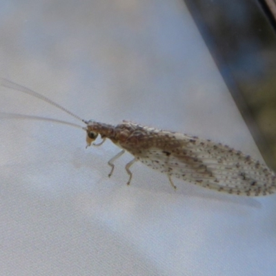 Micromus tasmaniae (Tasmanian Brown Lacewing) at Fyshwick, ACT - 12 May 2020 by Christine