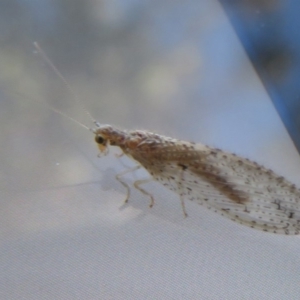 Micromus tasmaniae at Fyshwick, ACT - 12 May 2020