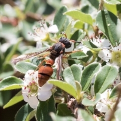 Eumeninae (subfamily) (Unidentified Potter wasp) at Acton, ACT - 13 Mar 2020 by AlisonMilton