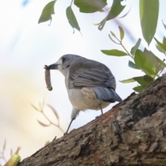 Colluricincla harmonica (Grey Shrikethrush) at Acton, ACT - 13 Mar 2020 by AlisonMilton