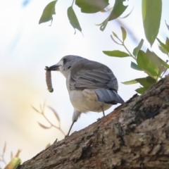 Colluricincla harmonica (Grey Shrikethrush) at ANBG - 12 Mar 2020 by Alison Milton