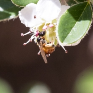 Exoneura sp. (genus) at Acton, ACT - 13 Mar 2020