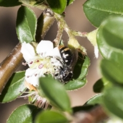 Lipotriches (Austronomia) ferricauda (Halictid bee) at Acton, ACT - 13 Mar 2020 by AlisonMilton