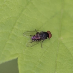 Platypezidae (family) (Unidentified platypezid fly) at Higgins, ACT - 7 Mar 2020 by AlisonMilton