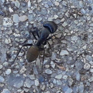 Camponotus aeneopilosus at Cook, ACT - 23 Apr 2020