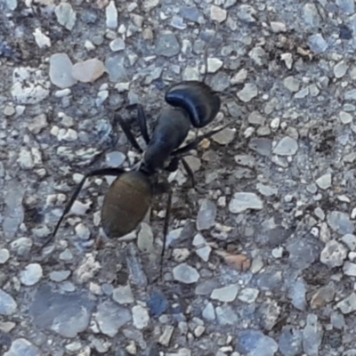 Camponotus aeneopilosus (A Golden-tailed sugar ant) at Cook, ACT - 23 Apr 2020 by wandering