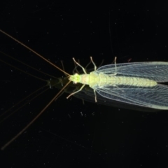 Mallada signatus (Green Lacewing) at Ainslie, ACT - 28 Nov 2019 by jbromilow50