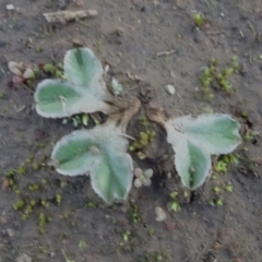 Riccia lamellosa (Liverwort) at Mount Ainslie - 12 May 2020 by JanetRussell