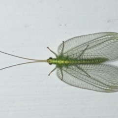 Nothancyla verreauxi (A Green Lacewing (with wide wings)) at Ainslie, ACT - 28 Nov 2019 by jb2602