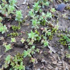 Crassula sieberiana (Austral Stonecrop) at Campbell Park Woodland - 12 May 2020 by JanetRussell