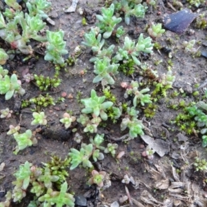 Crassula sieberiana at Majura, ACT - 12 May 2020