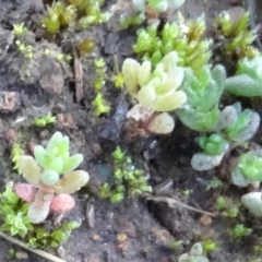 Crassula sieberiana at Majura, ACT - 12 May 2020