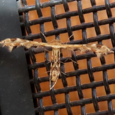 Sphenarches anisodactylus (Geranium Plume Moth) at Macarthur, ACT - 12 May 2020 by RodDeb