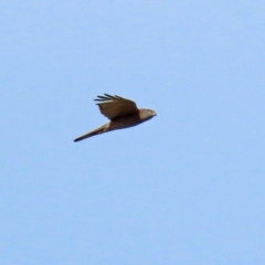 Tachyspiza fasciata (Brown Goshawk) at Molonglo Valley, ACT - 12 May 2020 by RodDeb