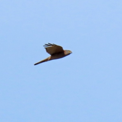 Accipiter fasciatus (Brown Goshawk) at Molonglo Valley, ACT - 12 May 2020 by RodDeb