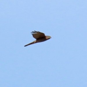 Accipiter fasciatus at Molonglo River Reserve - 12 May 2020