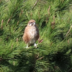 Falco berigora (Brown Falcon) at Molonglo River Reserve - 12 May 2020 by RodDeb