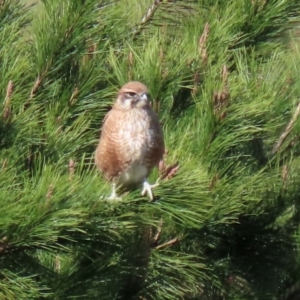 Falco berigora at Molonglo River Reserve - 12 May 2020