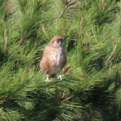 Falco berigora at Molonglo River Reserve - 12 May 2020 01:15 PM