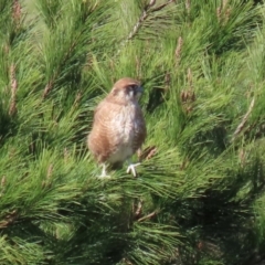 Falco berigora at Molonglo River Reserve - 12 May 2020