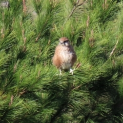 Falco berigora at Molonglo River Reserve - 12 May 2020 01:15 PM