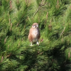 Falco berigora at Molonglo River Reserve - 12 May 2020 01:15 PM