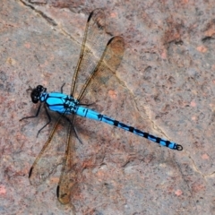 Diphlebia nymphoides (Arrowhead Rockmaster) at Lower Cotter Catchment - 11 Jan 2009 by Harrisi