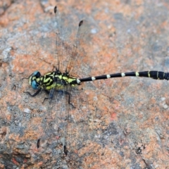 Hemigomphus heteroclytus (Stout Vicetail) at Lower Cotter Catchment - 11 Jan 2009 by Harrisi