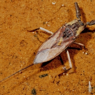 Laccotrephes tristis (Water Scorpion or Toe-biter) at Lower Cotter Catchment - 11 Jan 2009 by Harrisi