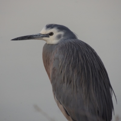 Egretta novaehollandiae (White-faced Heron) at Tuggeranong DC, ACT - 15 Jan 2020 by michaelb