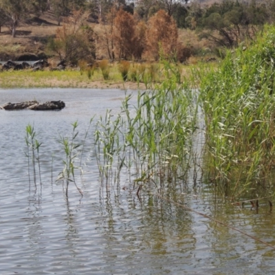 Phragmites australis (Common Reed) at Greenway, ACT - 22 Jan 2020 by michaelb