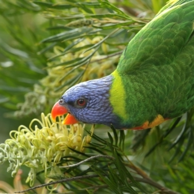 Trichoglossus moluccanus (Rainbow Lorikeet) at Merimbula, NSW - 6 May 2020 by Leo