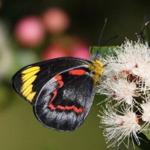 Delias nigrina at Black Range, NSW - 11 Apr 2019 09:33 AM