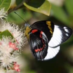 Delias nigrina at Black Range, NSW - 11 Apr 2019 09:33 AM