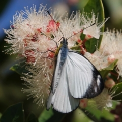 Delias nigrina at Black Range, NSW - 11 Apr 2019