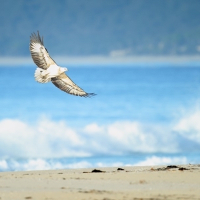 Haliaeetus leucogaster (White-bellied Sea-Eagle) at Eden, NSW - 11 May 2020 by Leo