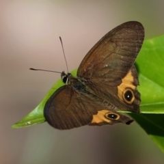 Hypocysta metirius (Brown Ringlet) at Black Range, NSW - 22 Feb 2019 by AndrewMcCutcheon