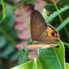 Hypocysta metirius at Black Range, NSW - 22 Feb 2019