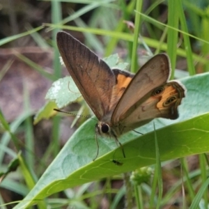 Hypocysta metirius at Black Range, NSW - 22 Feb 2019