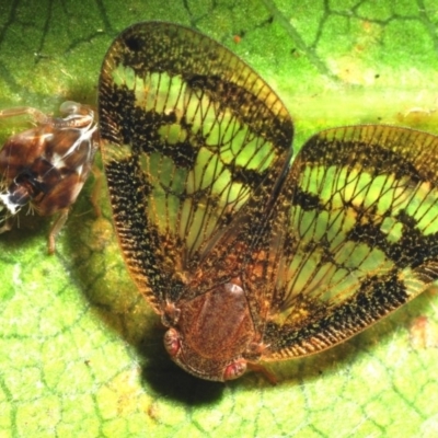 Scolypopa australis (Passionvine hopper, Fluffy bum) at Acton, ACT - 10 Jan 2009 by Harrisi