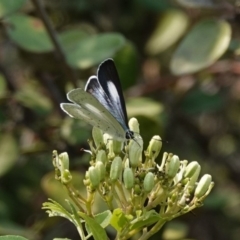 Eirmocides absimilis (Common Pencil-Blue) at Black Range, NSW - 27 Jan 2020 by AndrewMcCutcheon