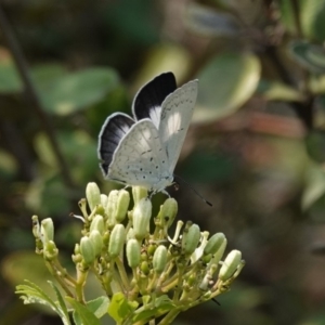 Eirmocides absimilis at Black Range, NSW - 27 Jan 2020