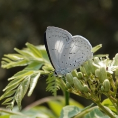 Eirmocides absimilis at Black Range, NSW - 27 Jan 2020