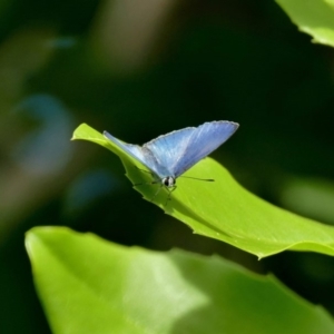 Eirmocides absimilis at Black Range, NSW - 10 Oct 2015