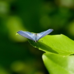 Eirmocides absimilis at Black Range, NSW - 10 Oct 2015 03:11 PM