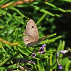 Ypthima arctous (Dusky Knight) at Black Range, NSW - 22 Feb 2019 by AndrewMcCutcheon