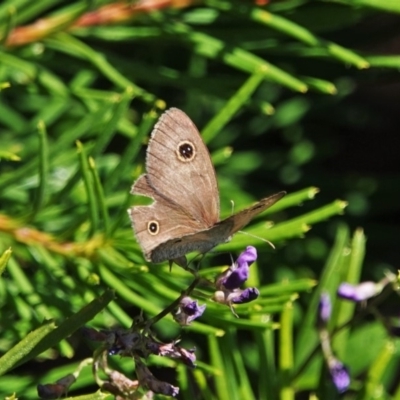 Ypthima arctous (Dusky Knight) at Black Range, NSW - 23 Feb 2019 by AndrewMcCutcheon