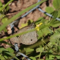 Ypthima arctous at Black Range, NSW - 23 Feb 2019