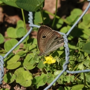 Ypthima arctous at Black Range, NSW - 23 Feb 2019 10:28 AM